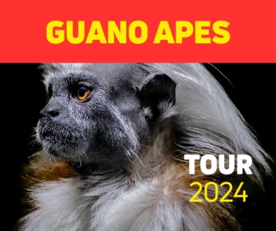 {Guano Apes}